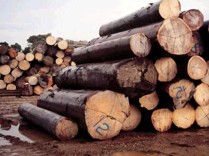 英国加大热带材进口力度，中国木材进口或将受到影响