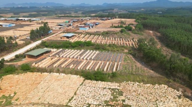 宁明推动木材加工产业向“大规模集群”转变