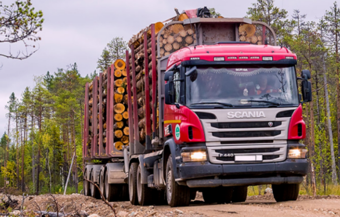 俄罗斯知名木材企业：开始将欧洲份额转至埃及