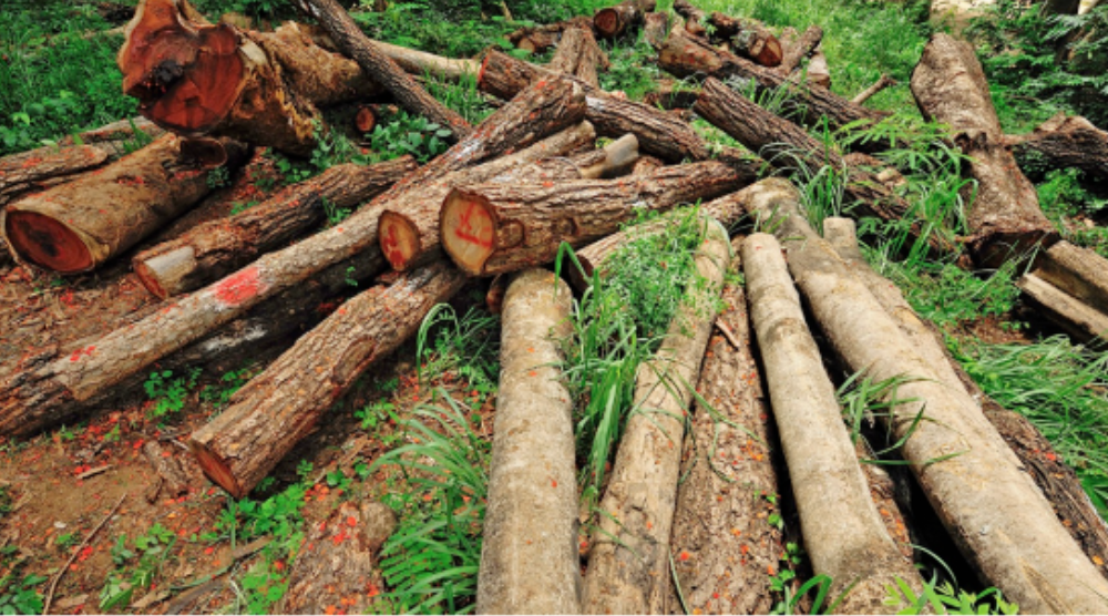 泰国下调木材出口关税后，刺激中国木材商大幅进口泰国木材？