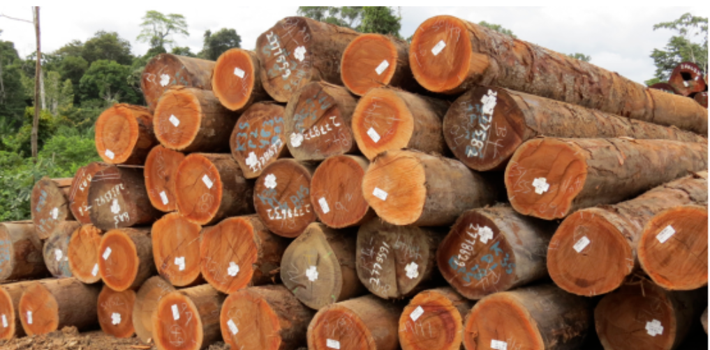 泰国下调木材出口关税后，刺激中国木材商大幅进口泰国木材？
