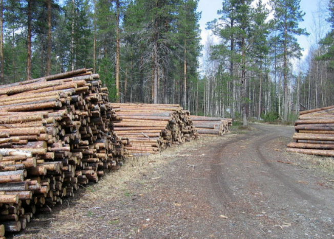 芬兰锯材出口重心要开始转移？与中国木材贸易连续下滑