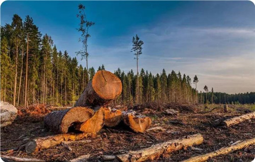 整木热点|12月后俄罗斯原木进口就难了！ 